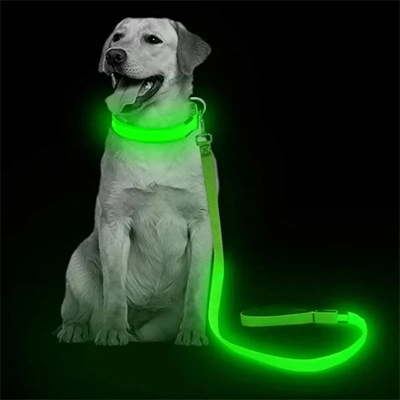 Dog beside a glowing green LED leash in low light